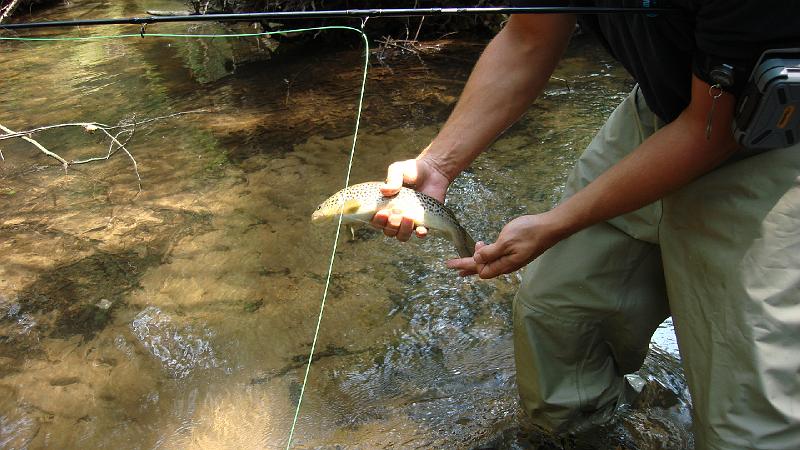 Dave's Brown Trout.JPG
